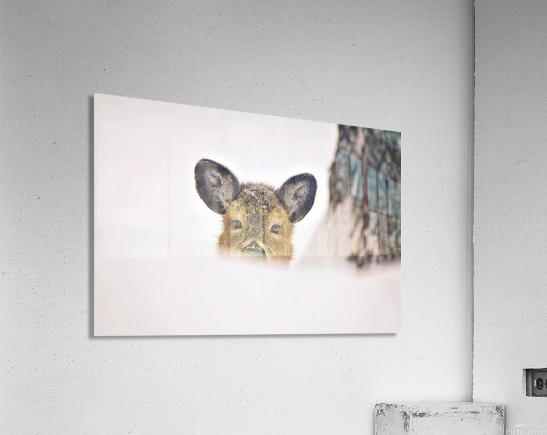 JBS 5691  Acrylic Print