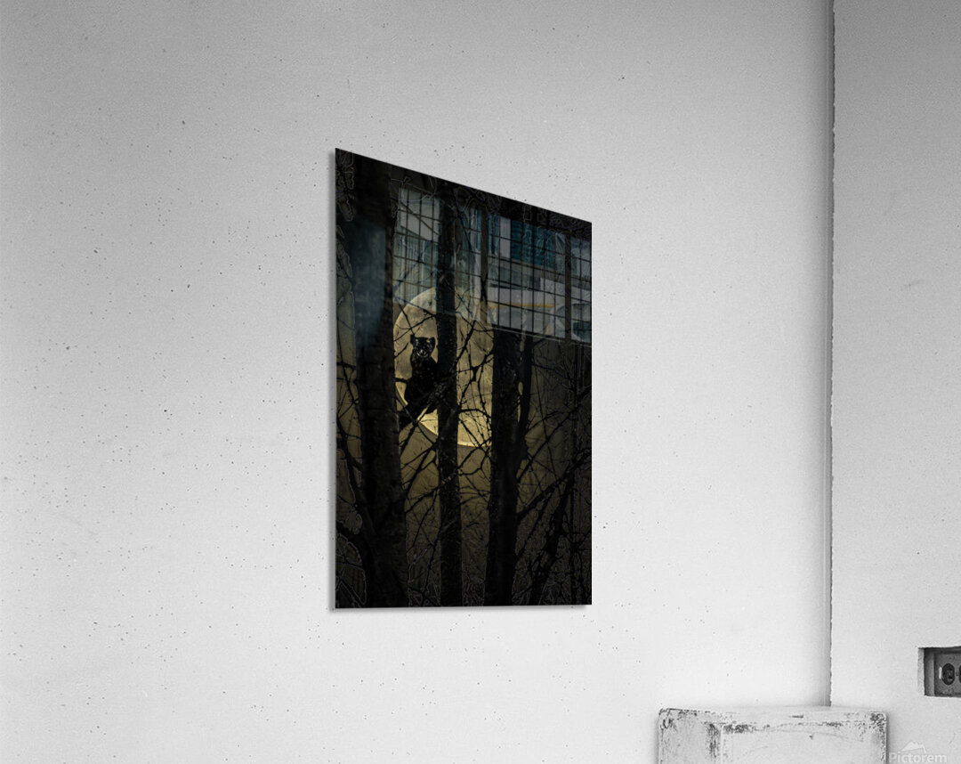 PINE MARTEN2 Acrylic Print