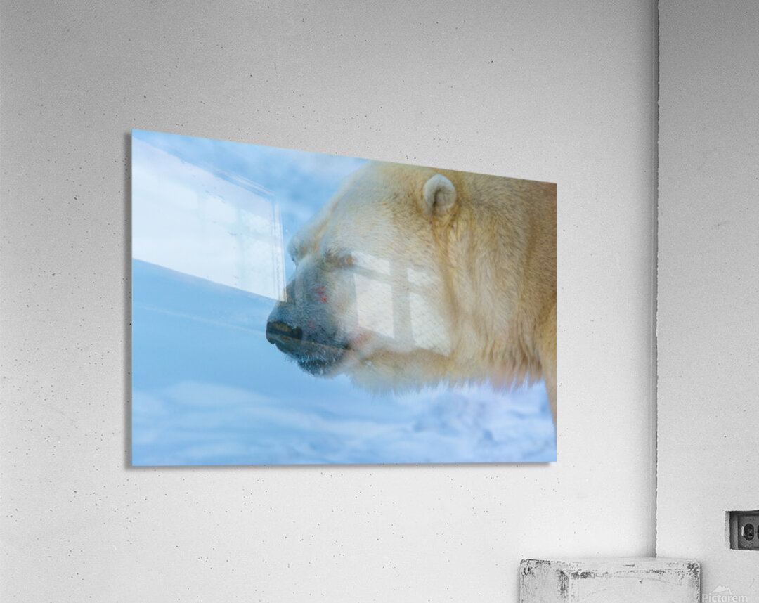 JBS 8465 Acrylic Print