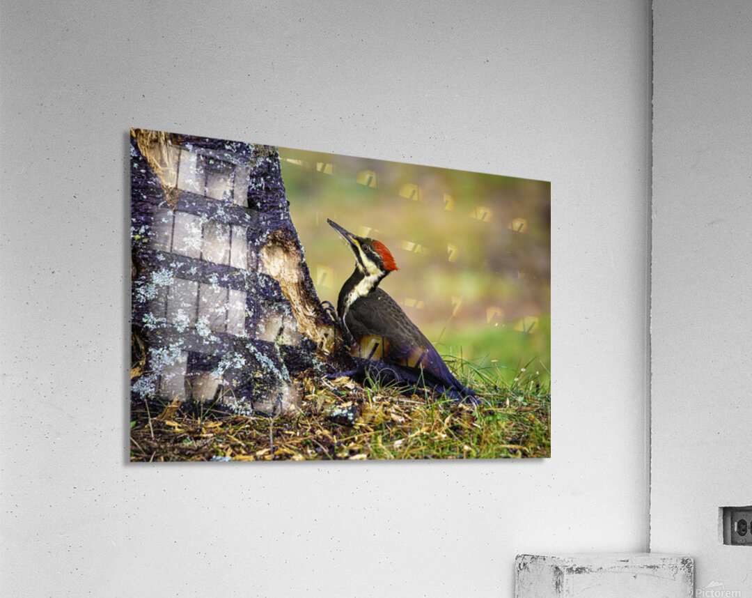 JBS 9742 Acrylic Print