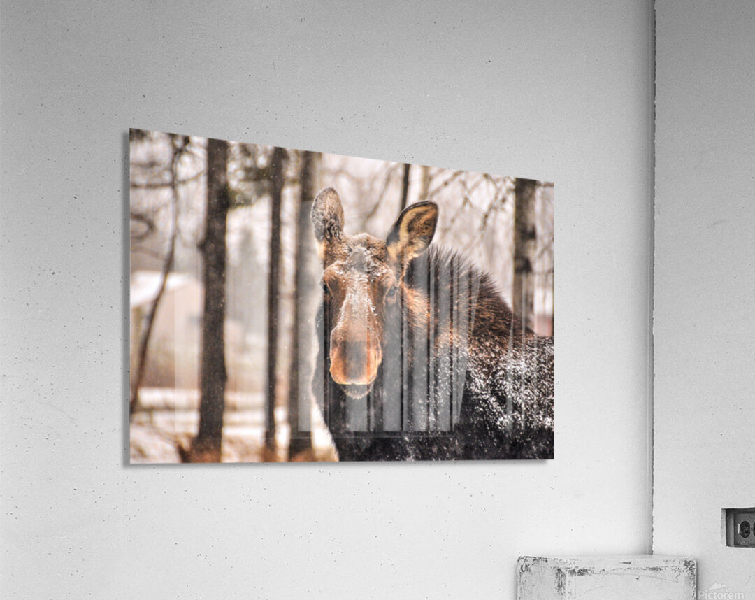 JBS 4896  Acrylic Print