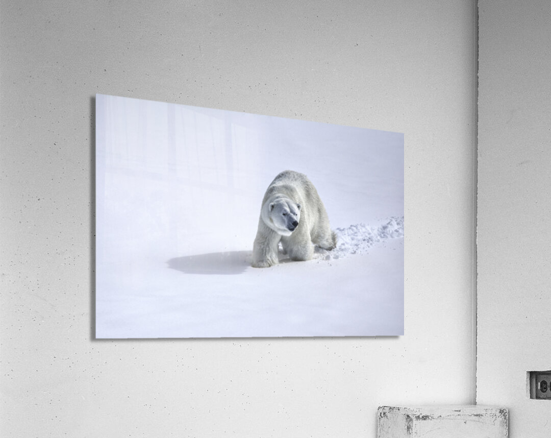 JBS 9366 Acrylic Print