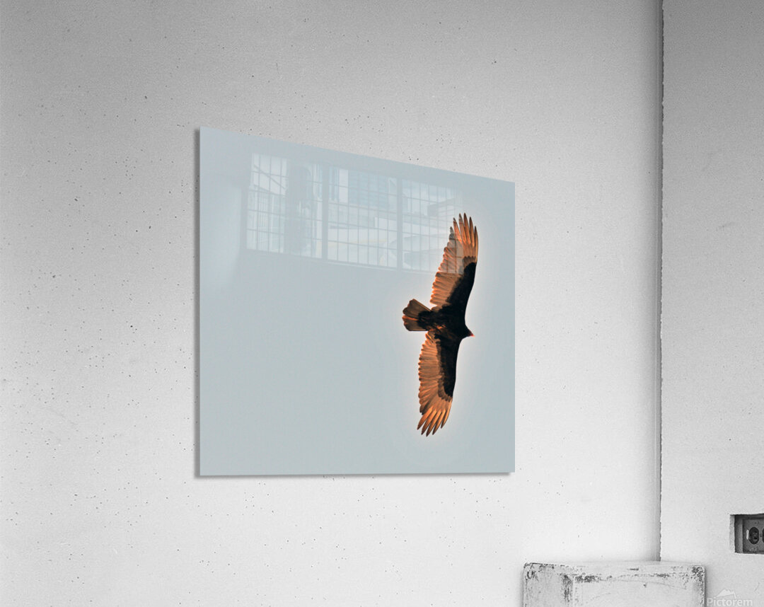 JBS 9485 2 Acrylic Print