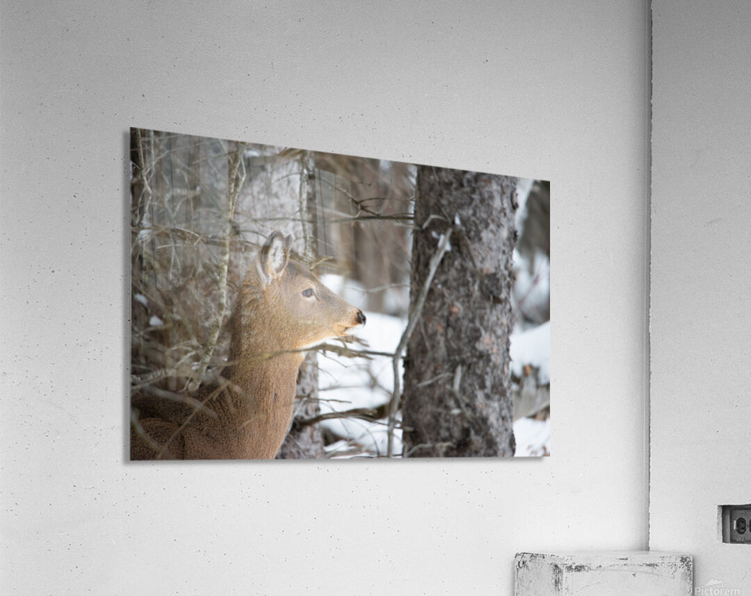 JBS 8968 Acrylic Print