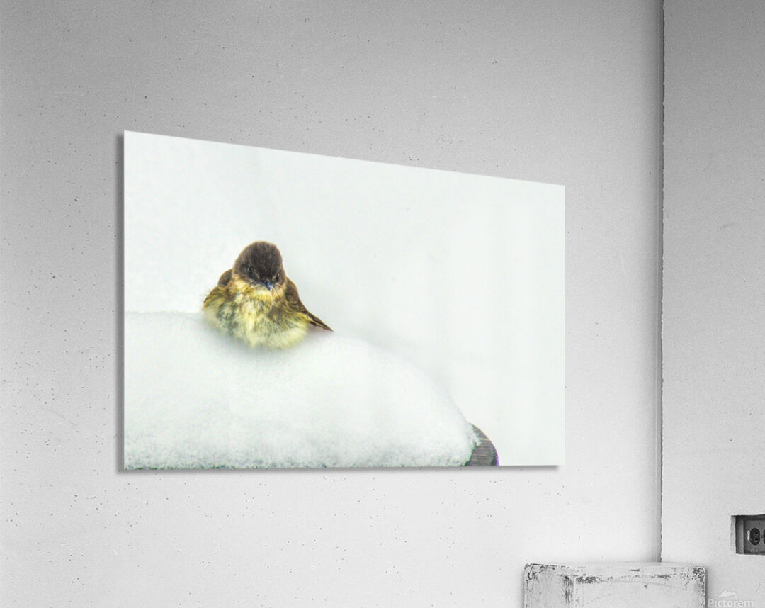 JBS 9269 Acrylic Print