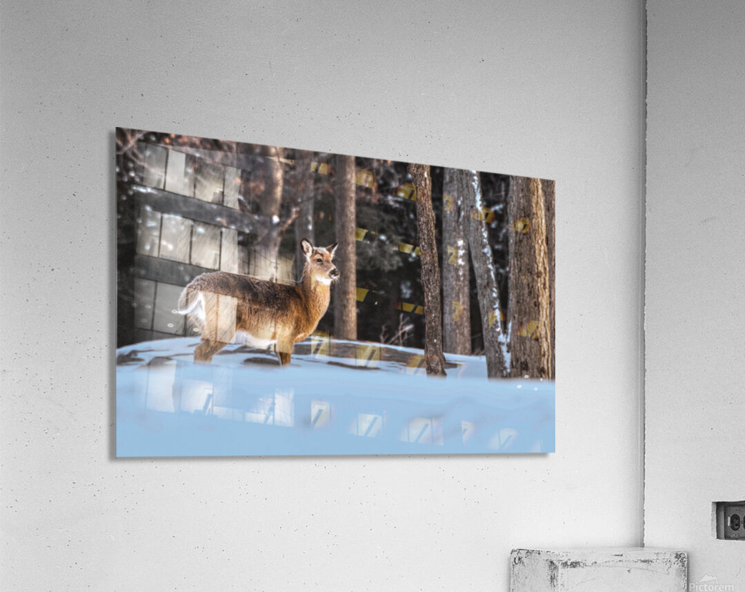 JBS 5494  Acrylic Print