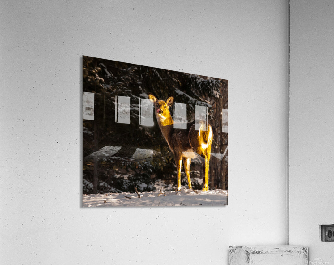 JBS 5478 Acrylic Print