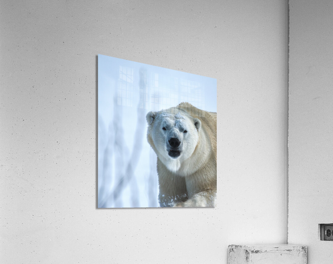 JBS 9392 Acrylic Print