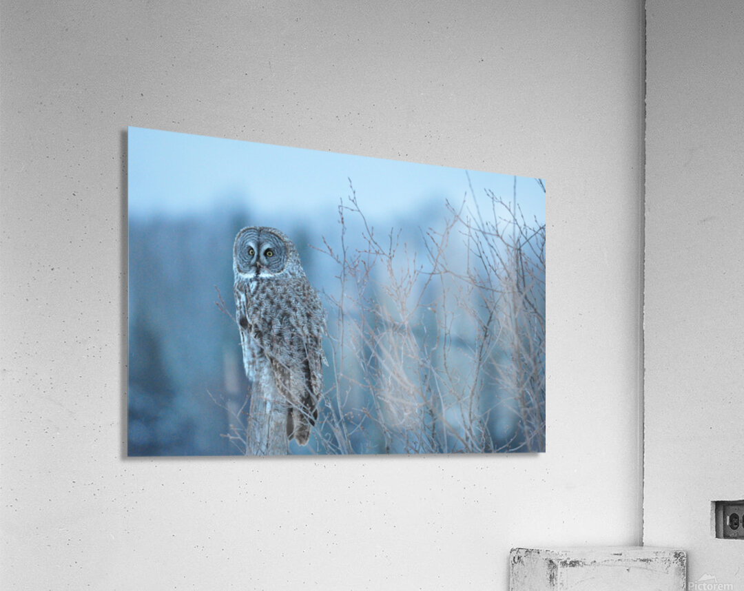 JBS 5393 Acrylic Print