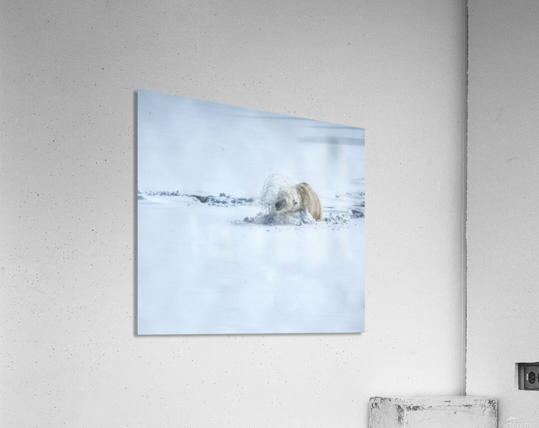 JBS 9336 Acrylic Print