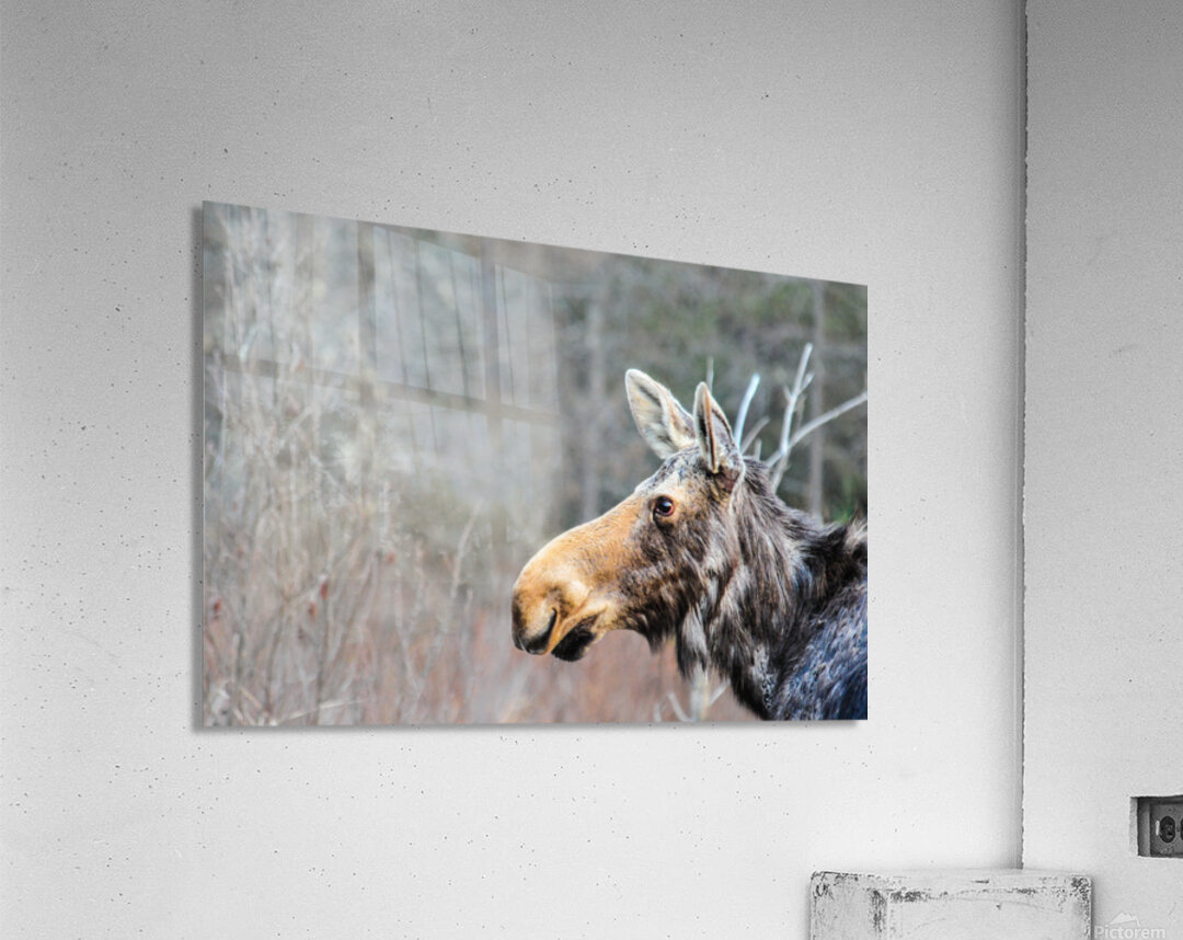 JBS 6219 Acrylic Print