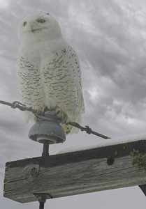 DSC 1902  by James Shedden Photography