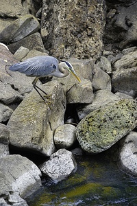 JBS 1629 2 by James Shedden Photography