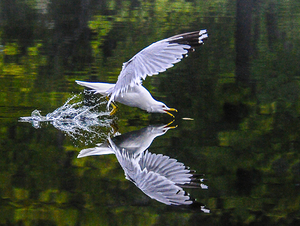 seagull  by James Shedden Photography