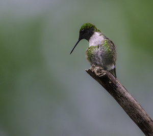 JBS 1233 by James Shedden Photography