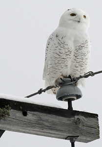 DSC 1902  by James Shedden Photography