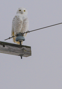 DSC 1897 by James Shedden Photography