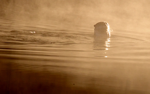 DSC 1719  by James Shedden Photography