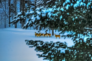 DSC 5646  by James Shedden Photography