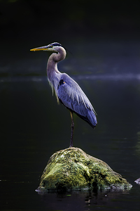 JBS 1706 2 by James Shedden Photography