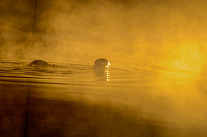 DSC 1717  by James Shedden Photography