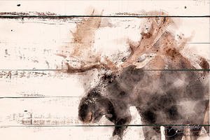 BULL MOOSE ABSTRACT by James Shedden Photography