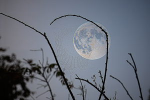 ZJS 8305  by James Shedden Photography