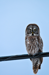 JBS 7303 by James Shedden Photography