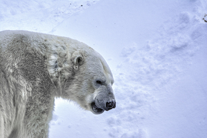 JBS 9247 by James Shedden Photography