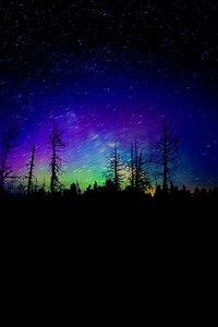 Swamp Northern Lights by James Shedden Photography