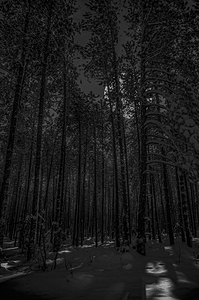 NIGHTWOODS by James Shedden Photography