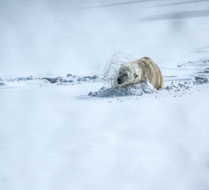 JBS 9336 by James Shedden Photography