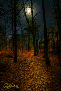 DSC 3665 1 by James Shedden Photography