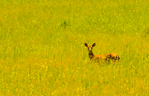 JBS 3007 by James Shedden Photography