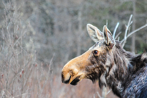 JBS 6219 by James Shedden Photography