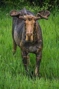 JBS 2499 by James Shedden Photography