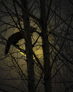 JBS 5295 by James Shedden Photography