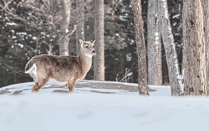 JBS 5494  by James Shedden Photography