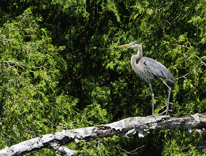 JBS 6779 by James Shedden Photography