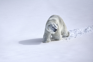 JBS 9366 by James Shedden Photography