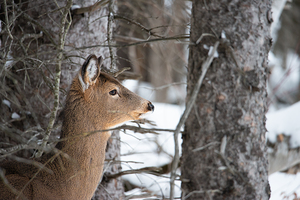 JBS 8968 by James Shedden Photography