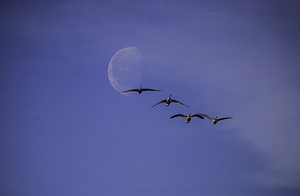 JBS 5264  by James Shedden Photography