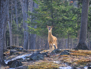 JBS 8417 by James Shedden Photography