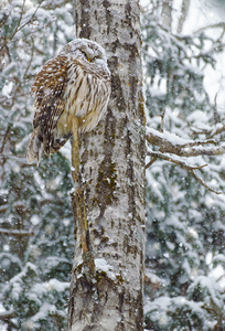 JBS 4998 by James Shedden Photography