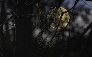 DSC 4847 by James Shedden Photography