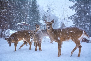 JBS 3204 2  by James Shedden Photography