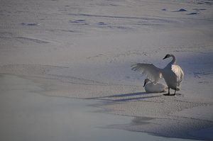 DSC 5806 by James Shedden Photography