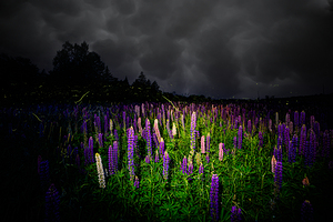 ZJS 7780  by James Shedden Photography