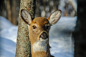  JBS4926 by James Shedden Photography