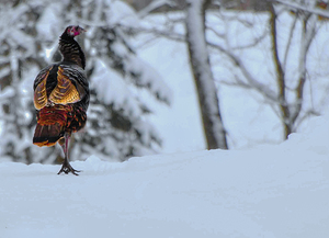 DSC 5553 by James Shedden Photography